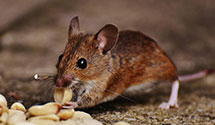 24 Hour & Emergency Exterminators in Lucas, IA